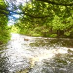 The Laughing Whitefish River--Home River