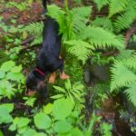Bea--River Dog