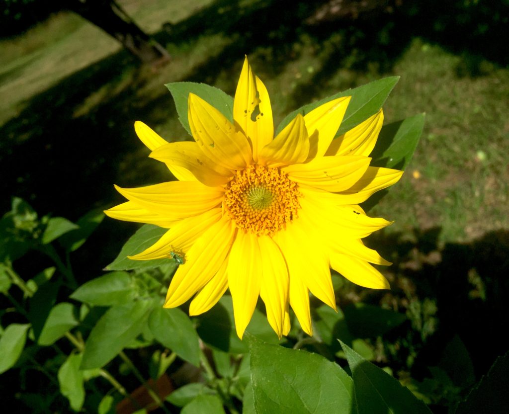 Volunteer sunflower seed sunflower.