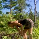 Blueberry Picking