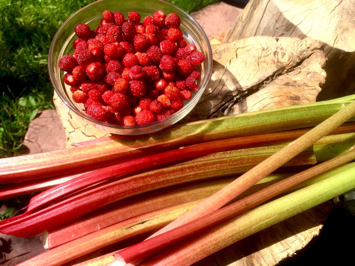 Wild Strawberries and Rhubarb from the yard.