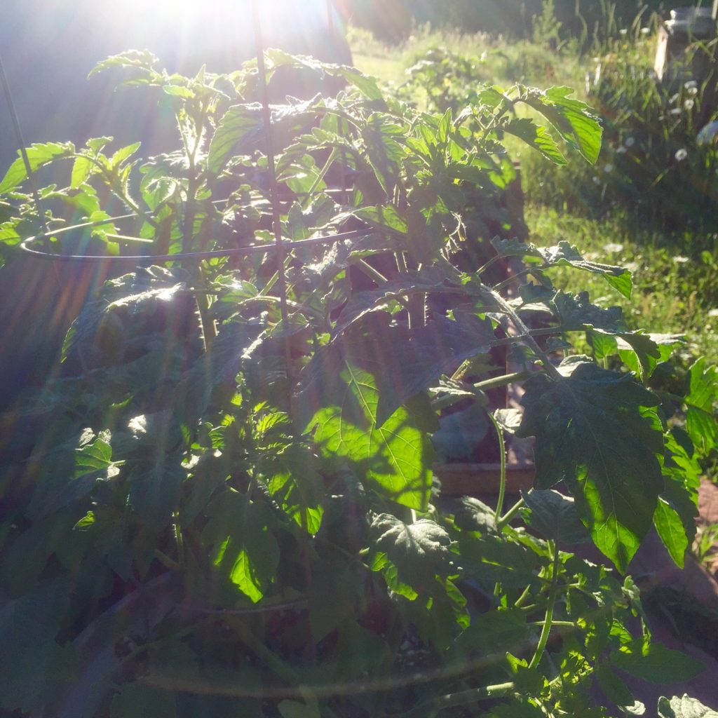 Tomato's in sunshine--home-garden.