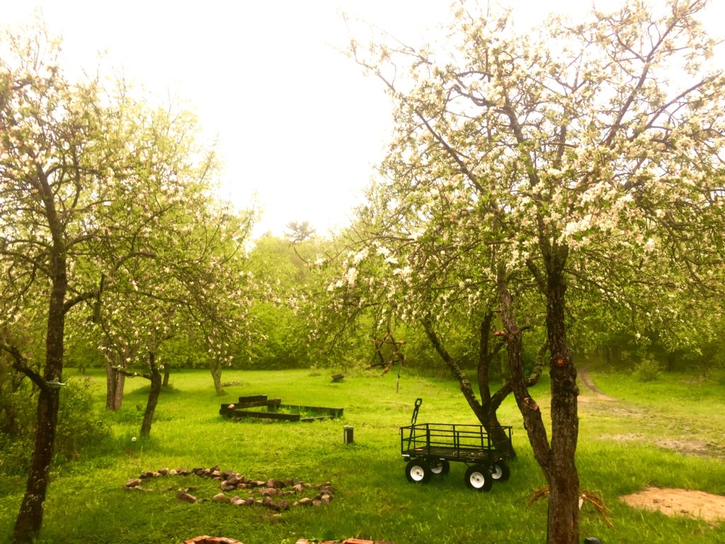 May Orchard Afternoon--Apple Blossoms