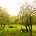 May Orchard Afternoon--Apple Blossoms
