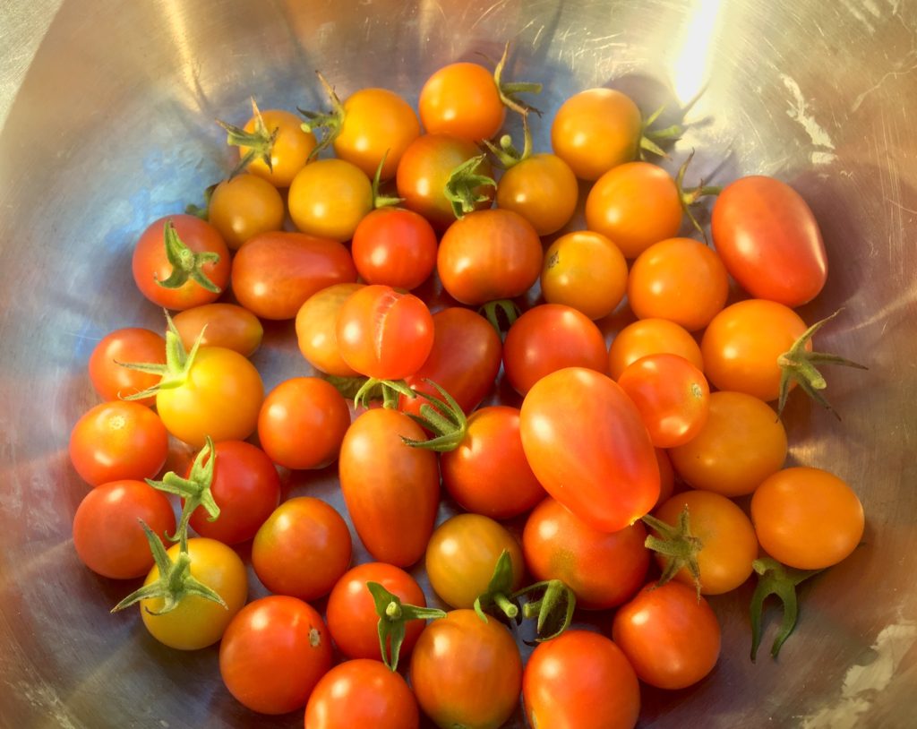 Sungold Tomatoes