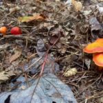 Woods Mushrooms