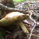 Toppled woods mushroom
