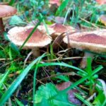 Yard Mushrooms