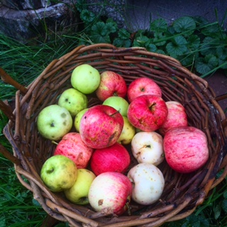 Yard Apples