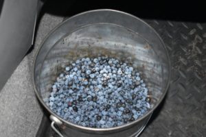 Fresh Michigan Blueberries