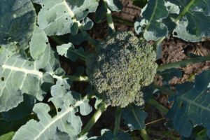 Homegrown Broccoli