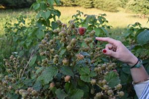 Fresh Michigan Blackberries