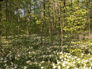 Trillium in Michigan’s North Woods