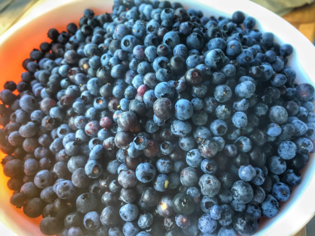 Fresh Picked Blueberries