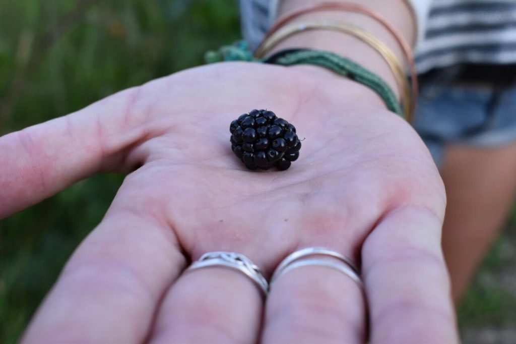 Fresh Picked Blackberry